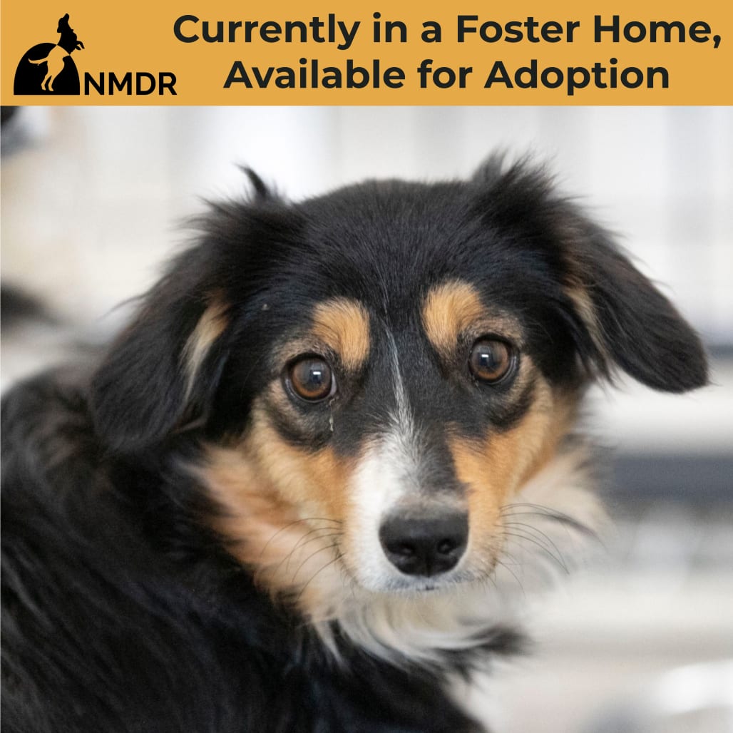 Photo of Hershey (JY26-94), adoptable Shepherd, Australian Miniature in Colorado Springs, Colorado