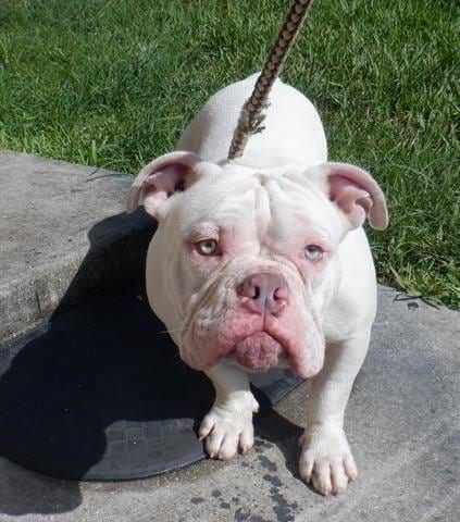 Photo of Gordo, adoptable Unknown breed in Port Richey, Florida