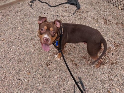 Photo of Brownie, adoptable Pit Bull Terrier in Fort Collins, Colorado