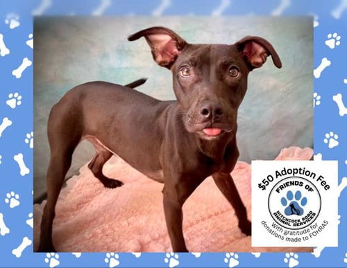 Photo of Becca, adoptable Pit Bull Terrier in Salinas, California