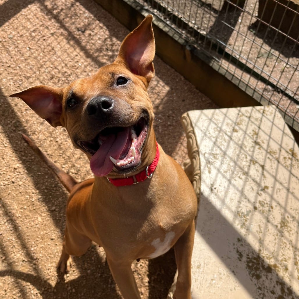 Photo of Vienna, adoptable Mixed Breed (Medium) in Houston, Texas