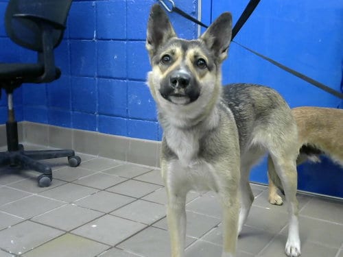 Photo of Nova, adoptable German Shepherd Dog in Albuquerque, New Mexico