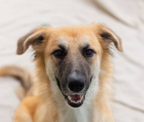 Photo of Penny, adoptable Shepherd in Canton, Connecticut