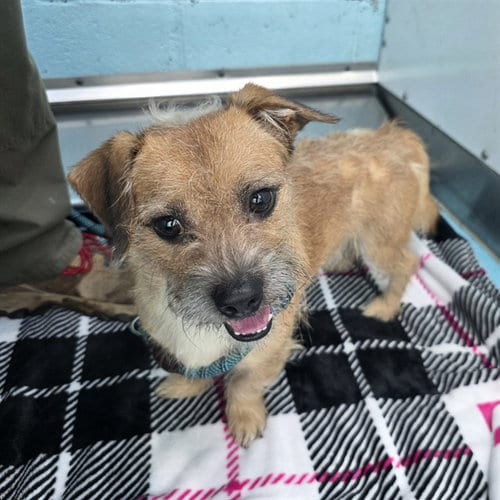 Photo of Tater Tot, adoptable Terrier in Long Beach, California