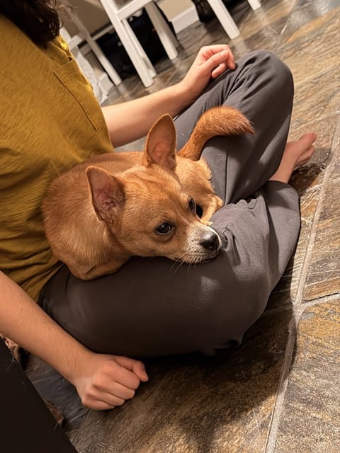 Photo of Senior Chihuahua - Smooth Coated, adoptable Chihuahua - Smooth Coated in San José, California