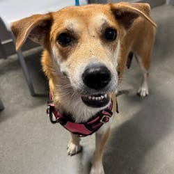 Photo of Kate, adoptable Golden Retriever in San Antonio, Texas