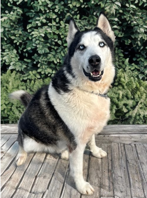 Photo of Axel, adoptable Husky in Newport Beach, California