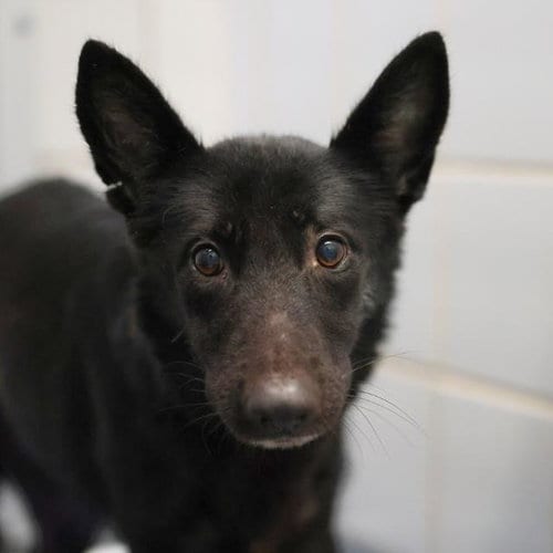 Photo of Midnight, adoptable German Shepherd Dog in San Antonio, Texas
