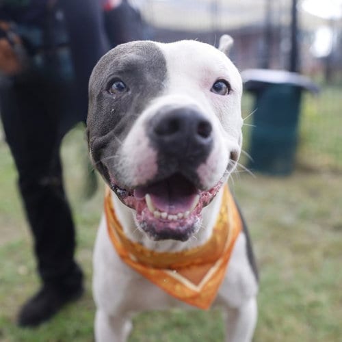 Photo of Paolo, adoptable American Staffordshire Terrier in San Antonio, Texas