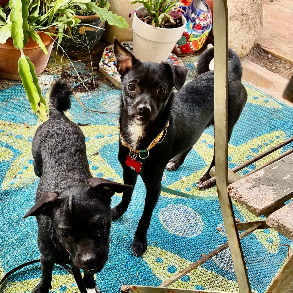 Photo of Orbit, adoptable Pug / Chihuahua in Oceanside, California