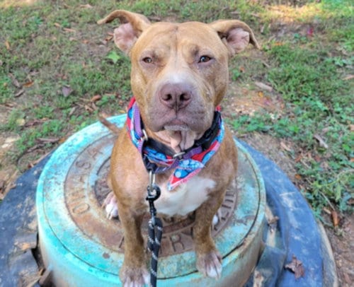 Photo of Thalia, adoptable Pit Bull Terrier in Chapel Hill, North Carolina