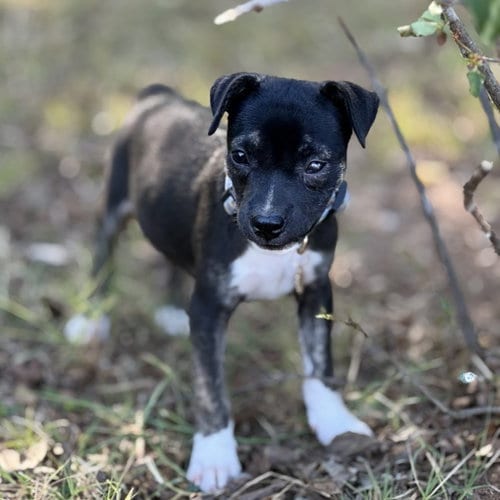 Photo of Blue, adoptable Beagle in Claremore, Oklahoma