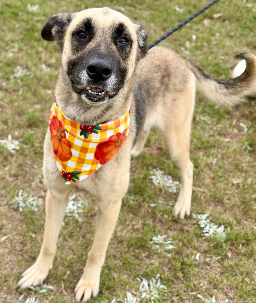 Photo of Rita, adoptable Shepherd in Hartsville, South Carolina