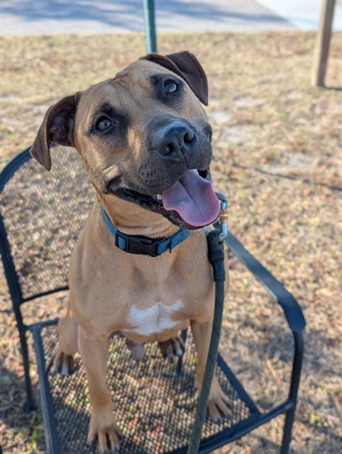 Photo of Gomez, adoptable dog in Palmetto, Florida
