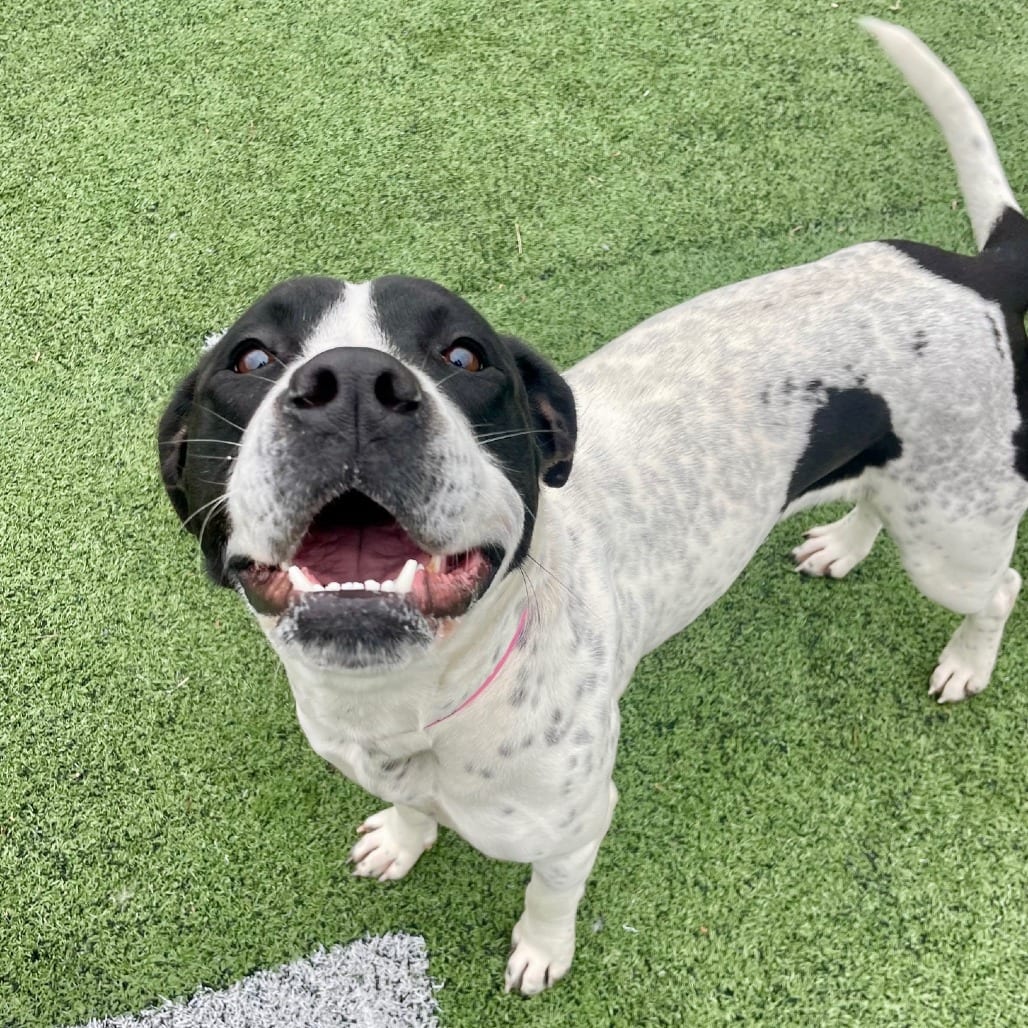 Photo of Wendy, adoptable Mixed Breed (Medium)