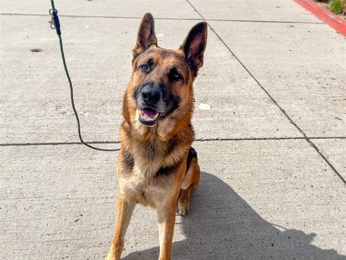 Photo of Roody, adoptable German Shepherd Dog in Orange, California