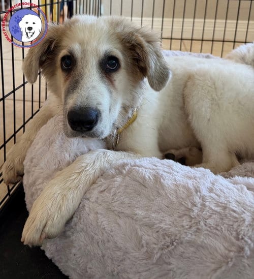 Photo of Rory, adoptable Great Pyrenees in Spring, Texas