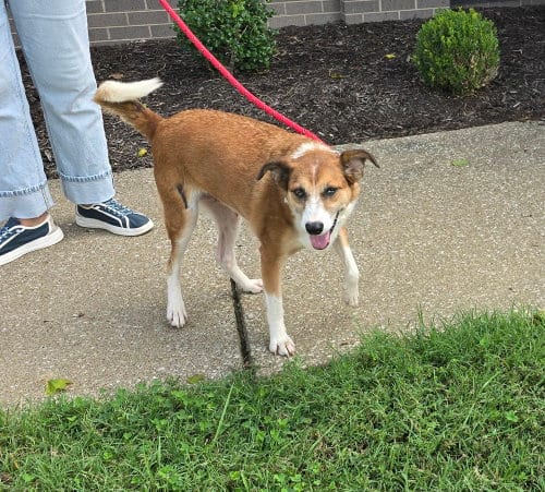 Photo of Shell, adoptable Australian Cattle Dog/Blue Heeler in Evansville, Indiana