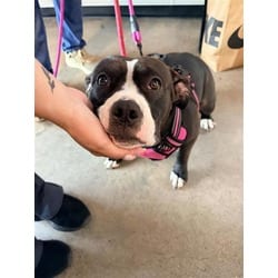 Photo of Jetta, adoptable Mixed Breed (Medium) in New Castle, Delaware