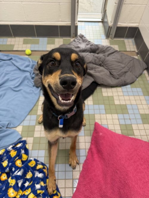 Photo of T'Challa, adoptable German Shepherd Dog in Fort Collins, Colorado
