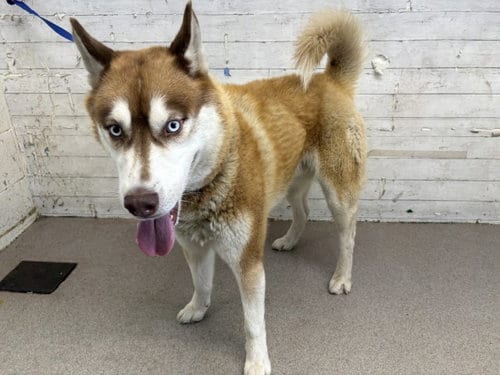 Photo of Ceres, adoptable Siberian Husky in San Bernardino, California