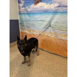 Photo of Primrose, adoptable German Shepherd Dog in Doral, Florida