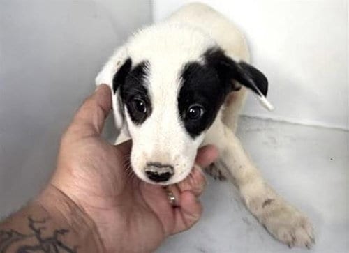 Photo of Sparky, adoptable Labrador Retriever in Houston, Texas