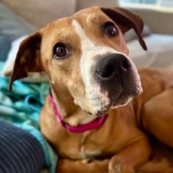 Photo of Ruby, adoptable Labrador Retriever Mixed Breed (Medium) in O'Fallon, Missouri