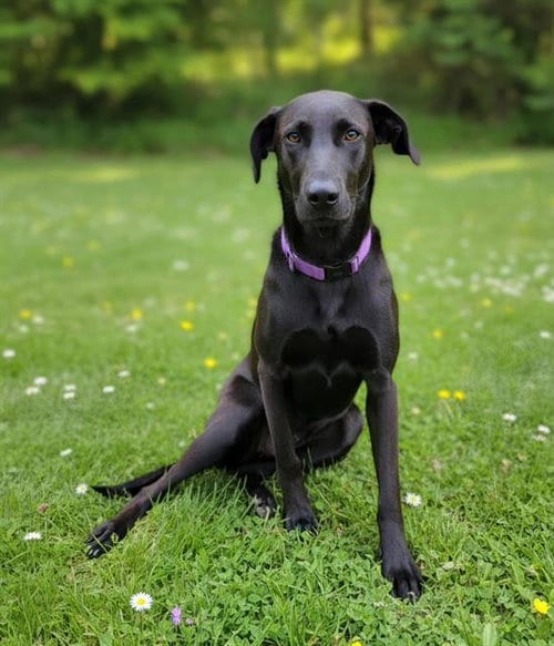 Photo of Brownie (Rescue Only), adoptable Labrador Retriever in HESPERIA, California