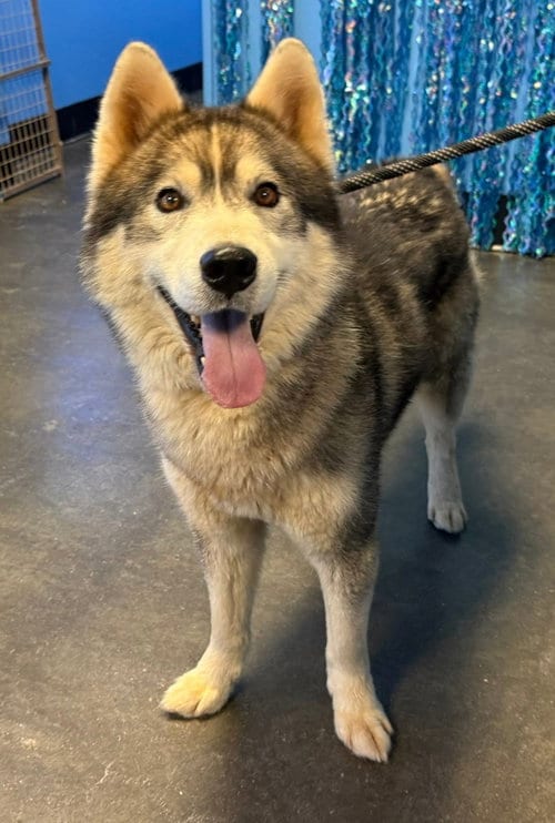 Photo of Glacier, adoptable Siberian Husky in Severn, Maryland