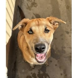 Photo of Jayson, adoptable Labrador Retriever German Shepherd Dog in Chatsworth, California
