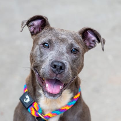 Photo of Foglight, adoptable dog in Chamblee, Georgia