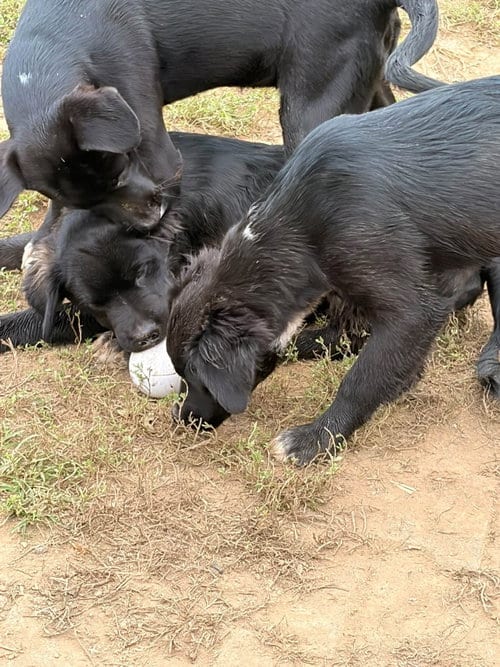 Photo of Lab Mix Pups Boys, adoptable Labrador Retriever in Unionville, Pennsylvania