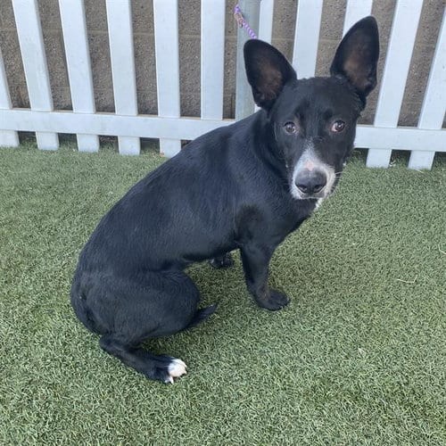 Photo of Bunny, adoptable Border Collie in Modesto, California