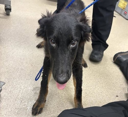 Photo of Raven, adoptable German Shepherd Dog in Grand Prairie, Texas