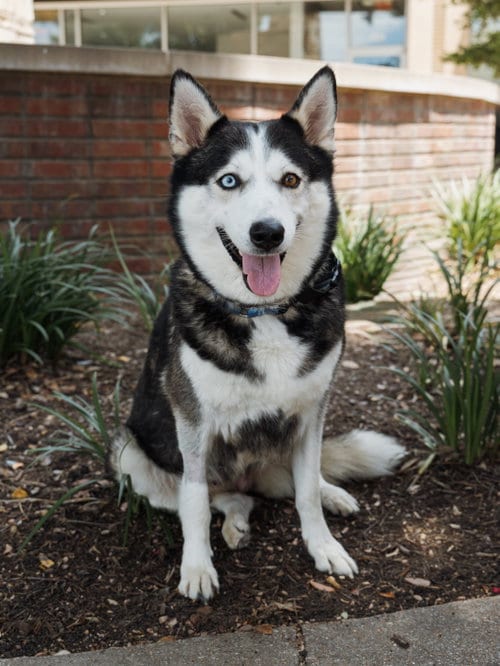 Photo of Lilith, adoptable Siberian Husky in Carrollton, Texas
