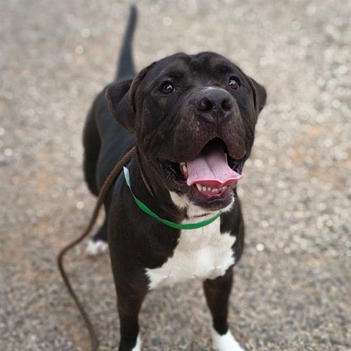 Photo of Pylon, adoptable American Pit Bull Terrier in Mesa, Arizona