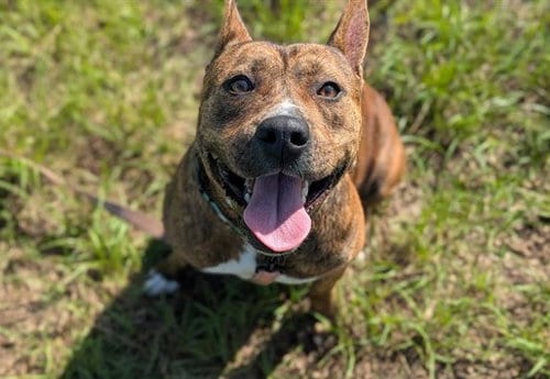 Photo of Perla, adoptable American Pit Bull Terrier in Ocala, Florida