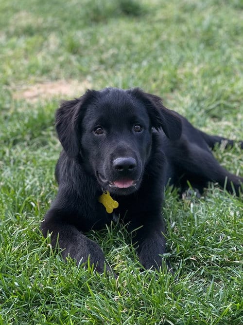 Photo of Scoot, adoptable Shepherd in Sandy, Utah