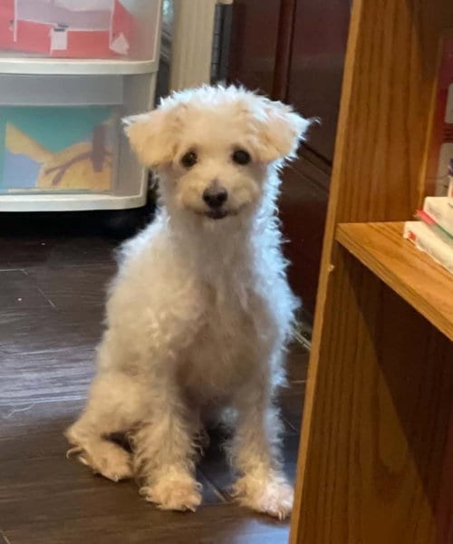Photo of Bella Rose, adoptable Poodle (Miniature) in Katy, Texas