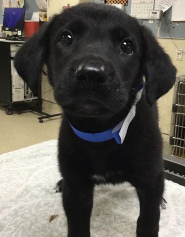 Photo of Porky, adoptable Labrador Retriever in Riverside, California