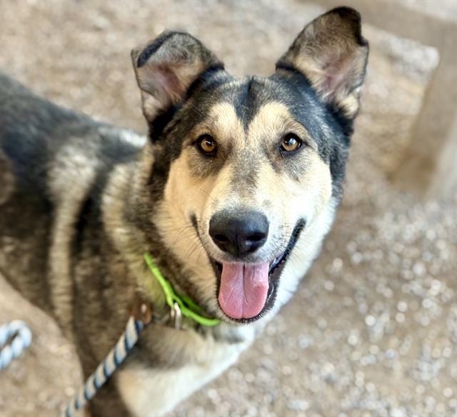 Photo of Selena, adoptable dog