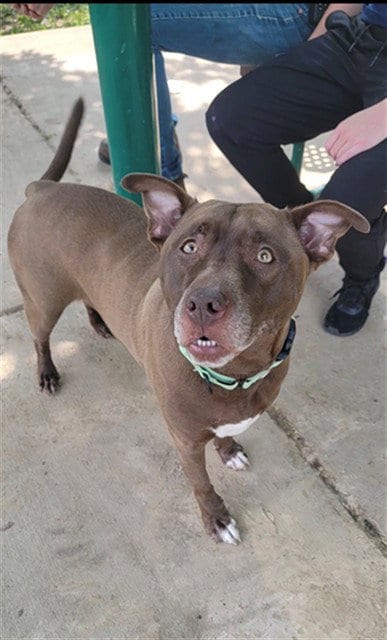 Photo of Wilma, adoptable Pit Bull Terrier in St Peters, Missouri