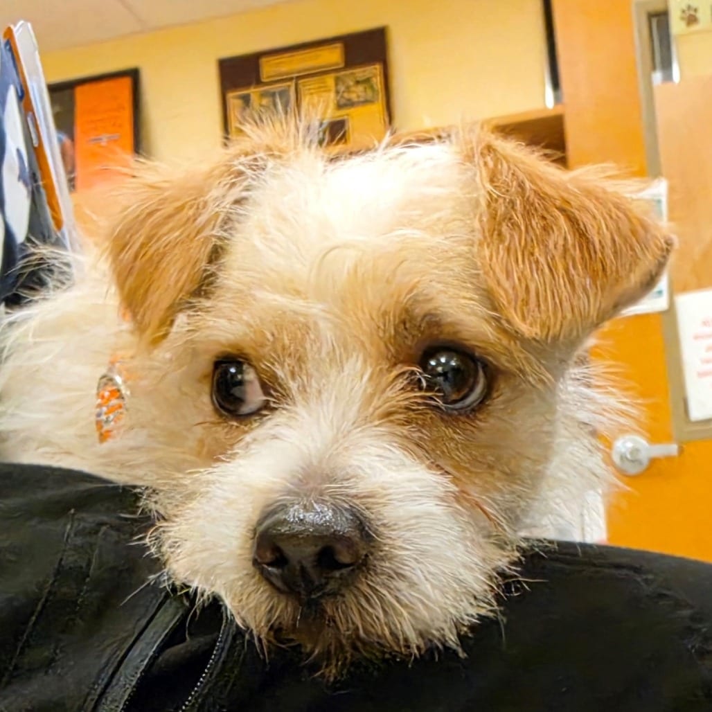 Photo of Frasier, adoptable Terrier / Mixed Breed (Small) in Potomac, Maryland