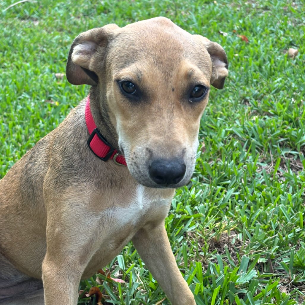 Photo of Lily, adoptable Shepherd, German / Mix in Marshall, Texas