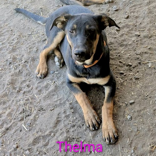 Photo of Thelma, adoptable German Shepherd Dog in Yreka, California