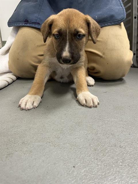 Photo of Mod Podge, adoptable German Shepherd Dog in Santa Cruz, California