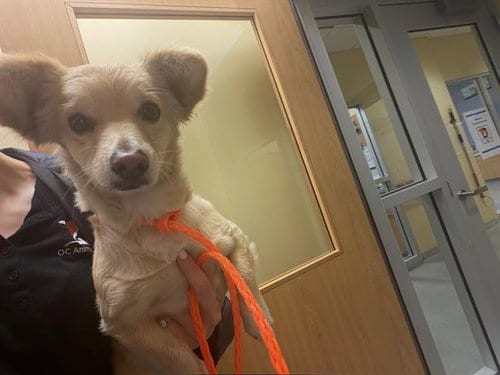 Photo of Keks, adoptable Chihuahua in Orange, California