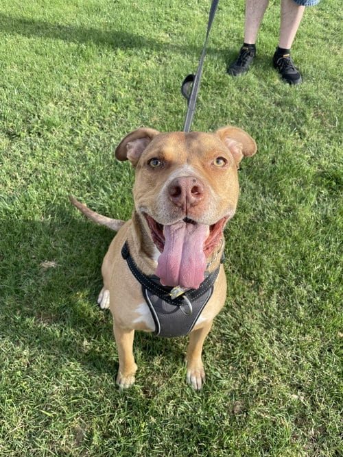 Photo of Rocko, adoptable Staffordshire Bull Terrier in Chandler, Arizona