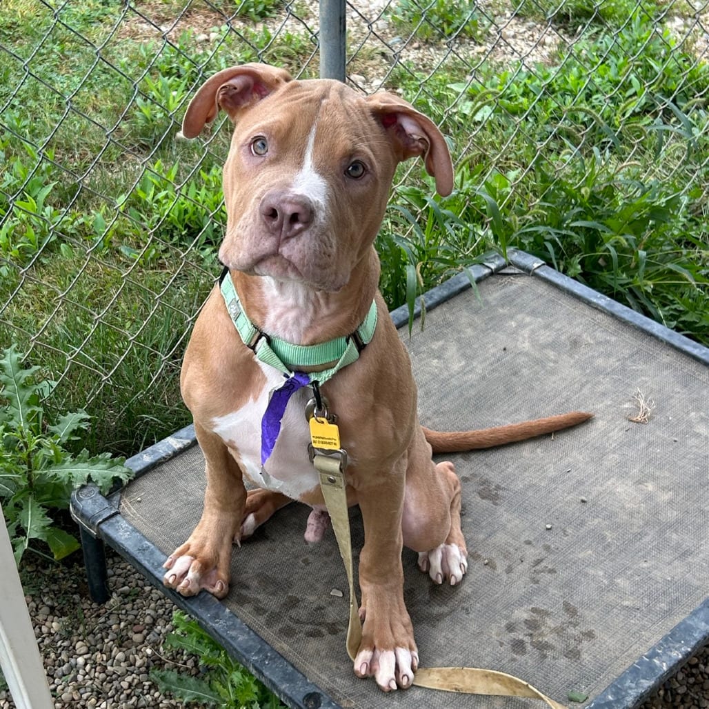 Photo of Hershel, adoptable Terrier, Pit Bull / Mixed Breed (Large) in Berea, Ohio